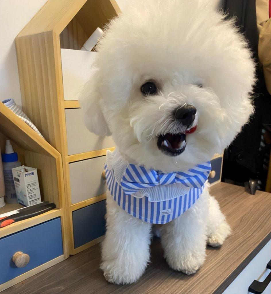 缺“营养”的比熊犬，都有这6种情况，你注意到了吗？（比熊犬缺钙的症状有哪些表现）(图1)