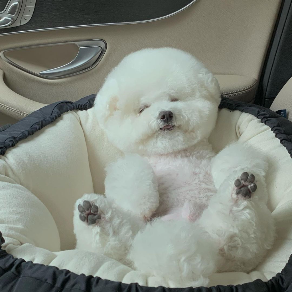 缺“营养”的比熊犬，都有这6种情况，你注意到了吗？（比熊犬缺钙的症状有哪些表现）(图3)