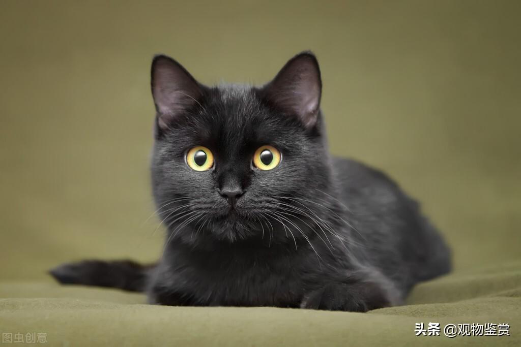 全黑的猫还是比较少见的，养黑猫有什么说法？(图3)