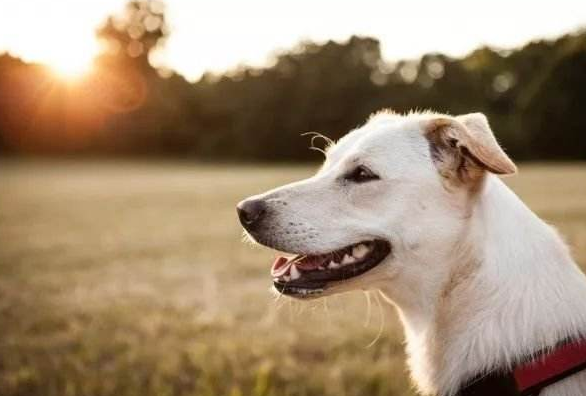 3步掌握宠物剪毛，自己在家剪毛经济实惠（宠物剪毛视频新手教程图片）(图5)