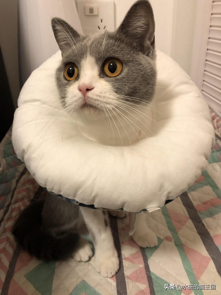 自家母猫绝育，术前术中术后全过程分享，绝育后猫咪会有哪些变化呢？(图1)