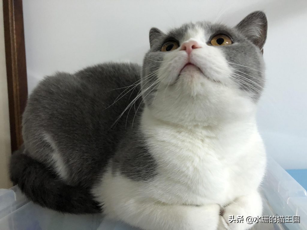 自家母猫绝育，术前术中术后全过程分享，绝育后猫咪会有哪些变化呢？(图2)