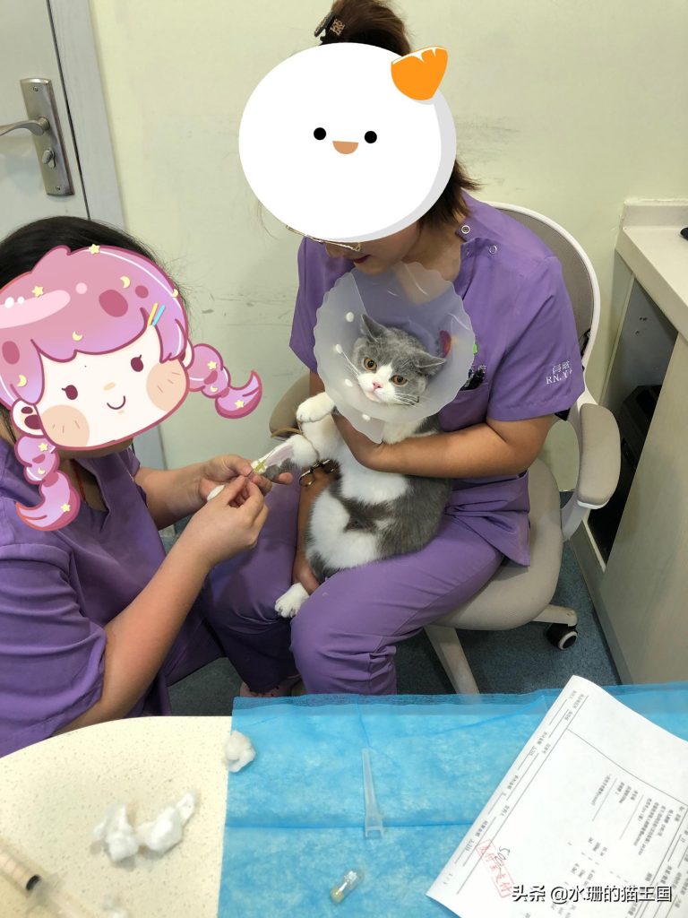 自家母猫绝育，术前术中术后全过程分享，绝育后猫咪会有哪些变化呢？(图4)