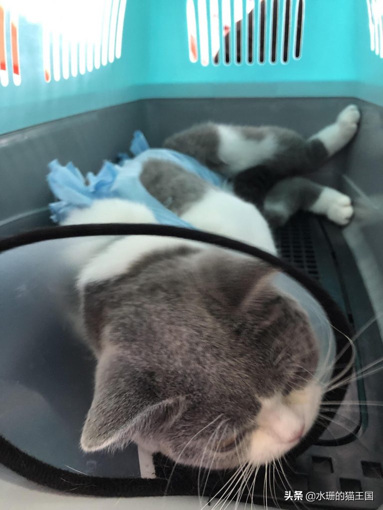 自家母猫绝育，术前术中术后全过程分享，绝育后猫咪会有哪些变化呢？(图5)