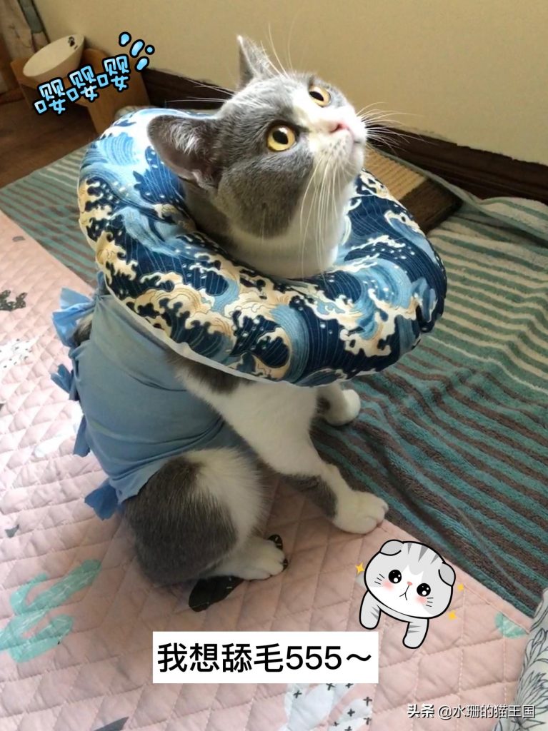 自家母猫绝育，术前术中术后全过程分享，绝育后猫咪会有哪些变化呢？(图6)