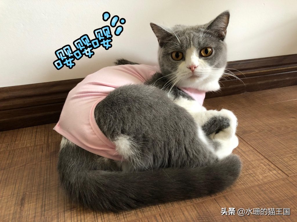 自家母猫绝育，术前术中术后全过程分享，绝育后猫咪会有哪些变化呢？(图8)