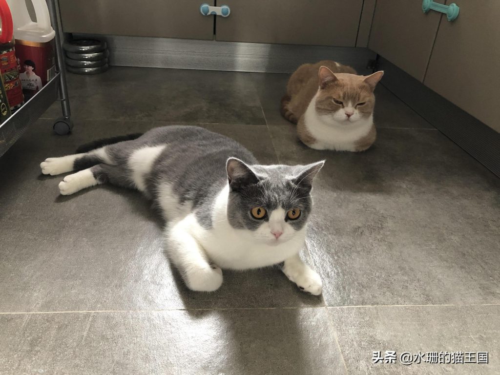 自家母猫绝育，术前术中术后全过程分享，绝育后猫咪会有哪些变化呢？(图9)