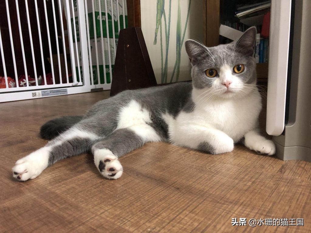 自家母猫绝育，术前术中术后全过程分享，绝育后猫咪会有哪些变化呢？(图10)