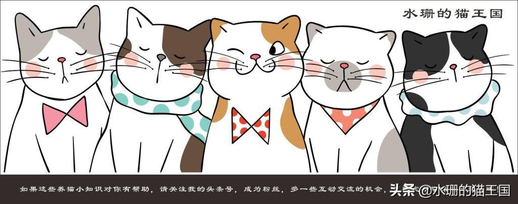 自家母猫绝育，术前术中术后全过程分享，绝育后猫咪会有哪些变化呢？(图11)