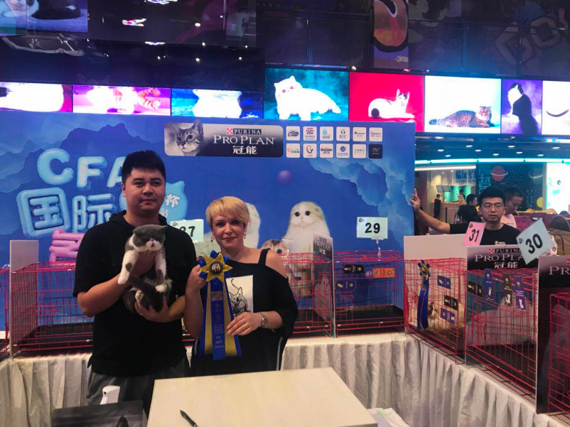 河北加菲猫-优雅有魅力(图1)