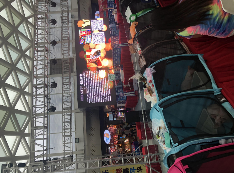 河北加菲猫-优雅有魅力(图2)