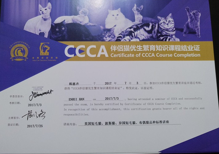 河北加菲猫-优雅有魅力(图3)