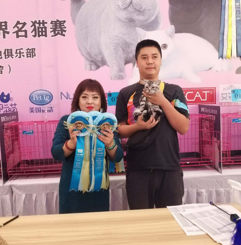 河北加菲猫-优雅有魅力(图4)