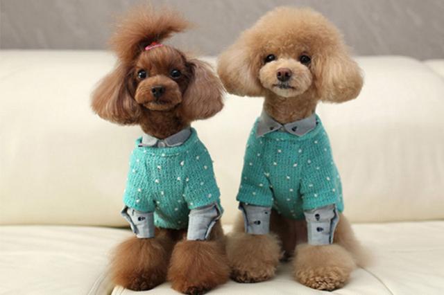 狗狗不长个子怎么办?抓住这5个“生长线”是关键(狗长不大是什么病)(图1)