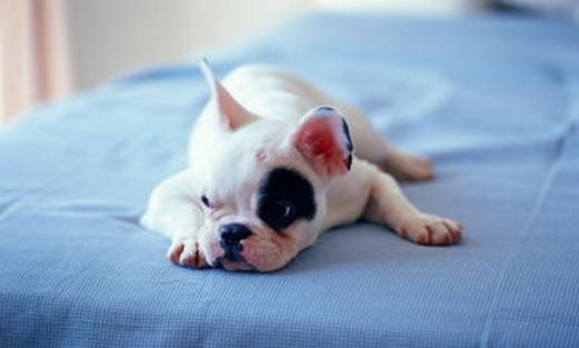 狗狗不长个子怎么办?抓住这5个“生长线”是关键(狗长不大是什么病)(图4)