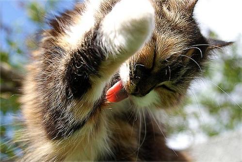 猫咪的最舒适温度是多少？猫是怎么中暑的？(图2)