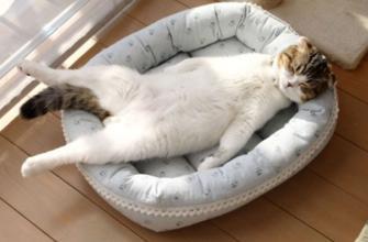 猫咪的最舒适温度是多少？猫是怎么中暑的？(图3)