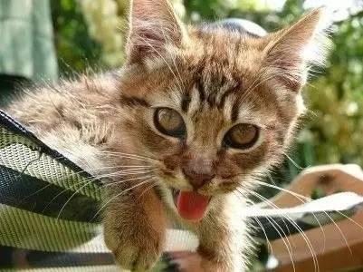 猫咪的最舒适温度是多少？猫是怎么中暑的？(图7)