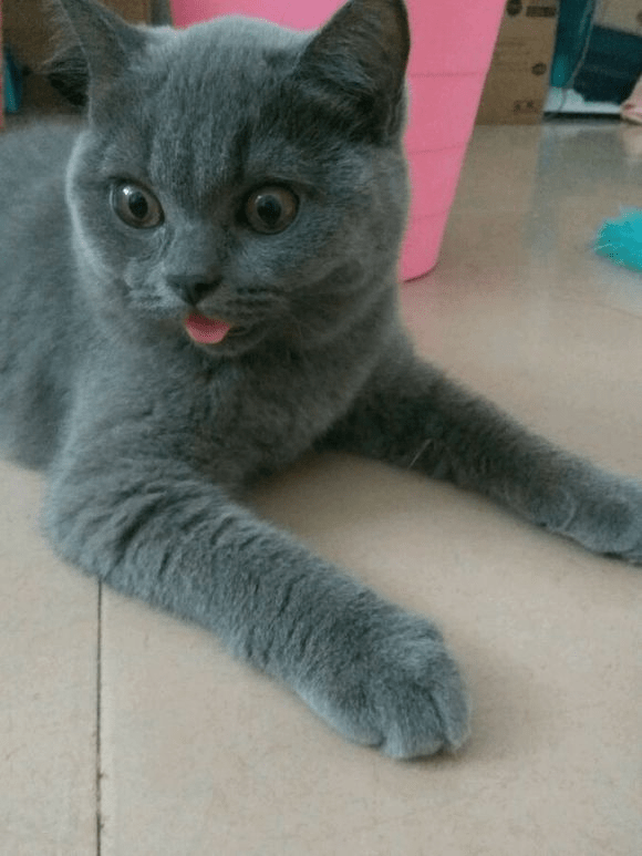 猫咪的最舒适温度是多少？猫是怎么中暑的？(图8)