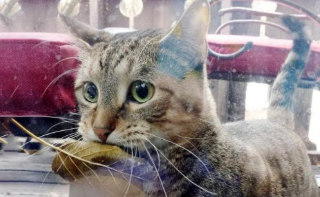 猫咪表达爱意的7种方式，做到其中一点，就代表它偷偷爱着你！(图1)