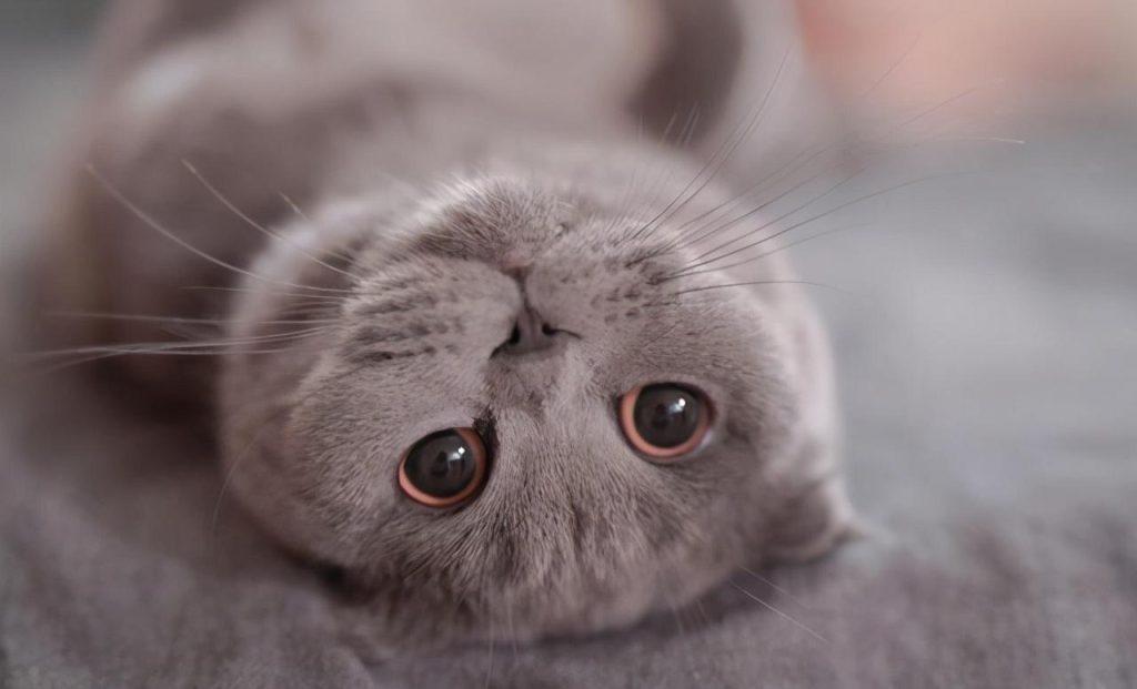 关于猫咪绝育：合理看待猫咪绝育(图1)