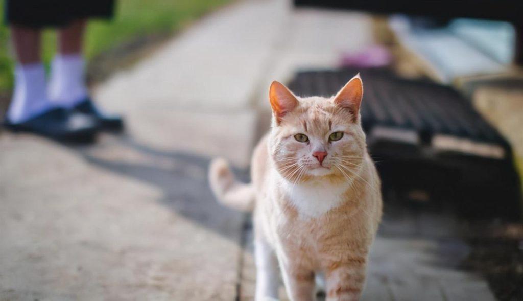 关于猫咪绝育：合理看待猫咪绝育(图3)