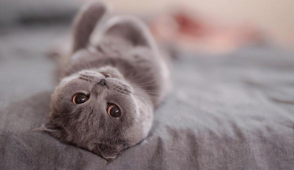 关于猫咪绝育：合理看待猫咪绝育(图2)