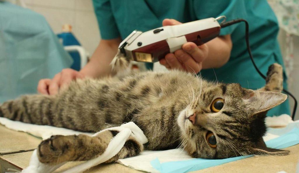 关于猫咪绝育：合理看待猫咪绝育(图4)