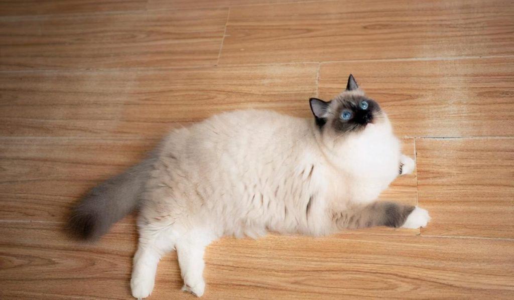 关于猫咪绝育：合理看待猫咪绝育(图7)