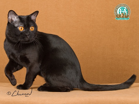 黑猫除了黑还有什么特点？能被爱猫者协会票选为冠军(图2)