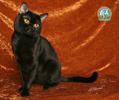 黑猫除了黑还有什么特点？能被爱猫者协会票选为冠军(图4)