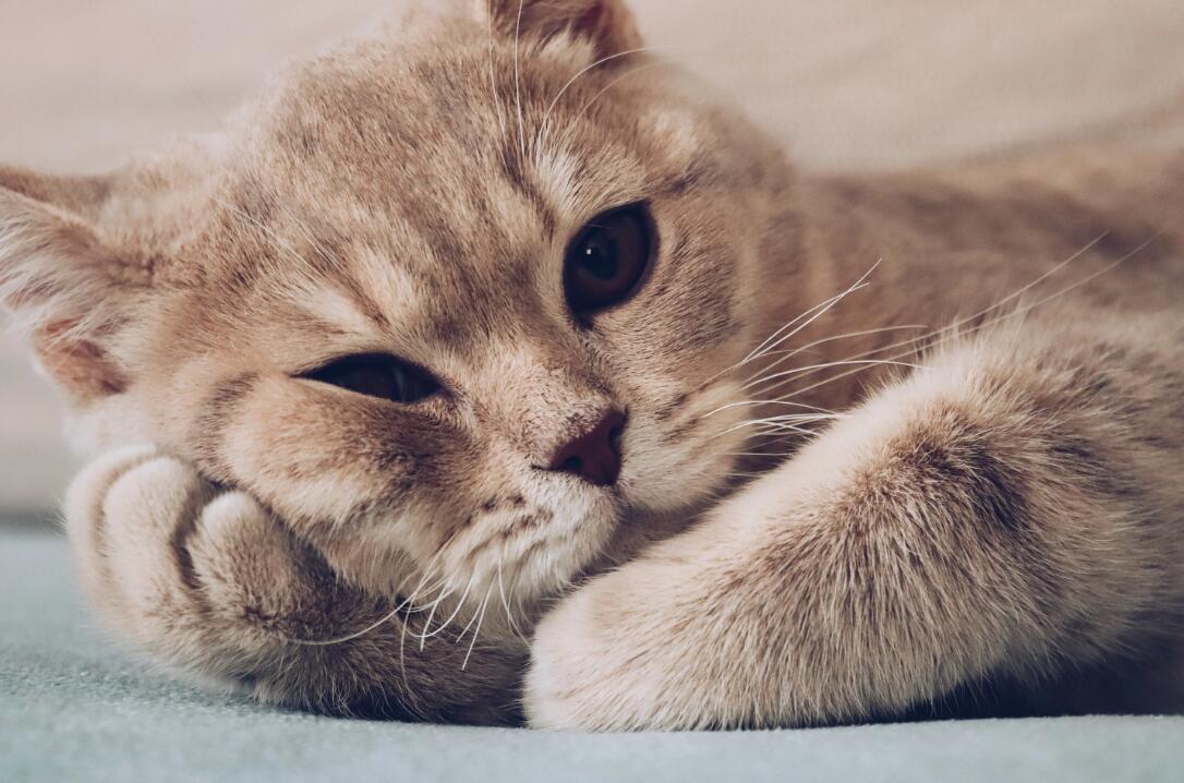 17岁的猫咪被嫌弃老了，丢弃在医院，自卑到不抬头看人(图1)