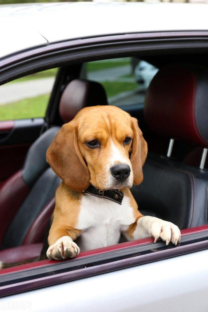 夏季养狗提醒：一定要注意这几点，才能避免狗狗中暑（如何避免狗中暑）(图5)