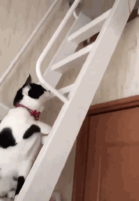 猫咪都是养不熟的吗？毫无忠诚可言，不要啥时给你当了(图2)