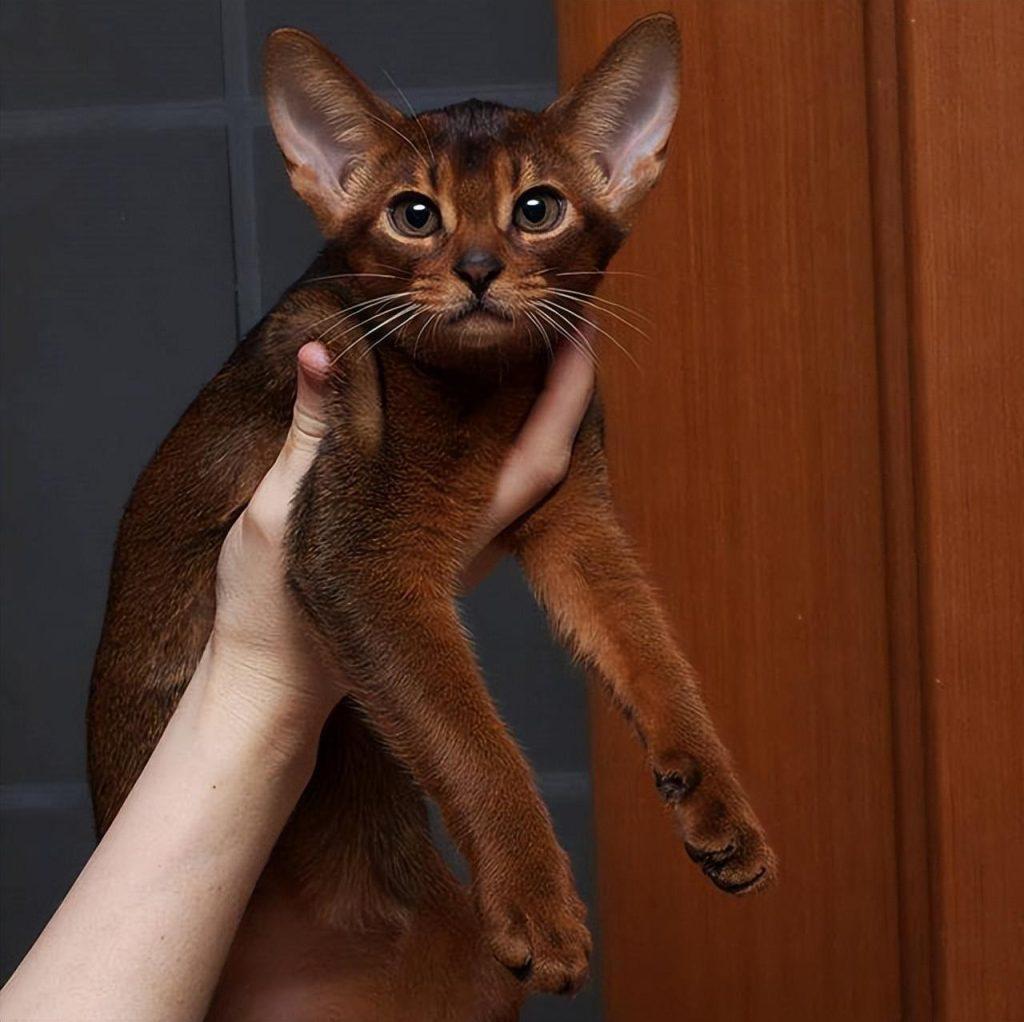 猫咪都是养不熟的吗？毫无忠诚可言，不要啥时给你当了(图6)