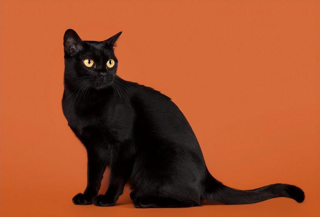 猫咪都是养不熟的吗？毫无忠诚可言，不要啥时给你当了(图3)