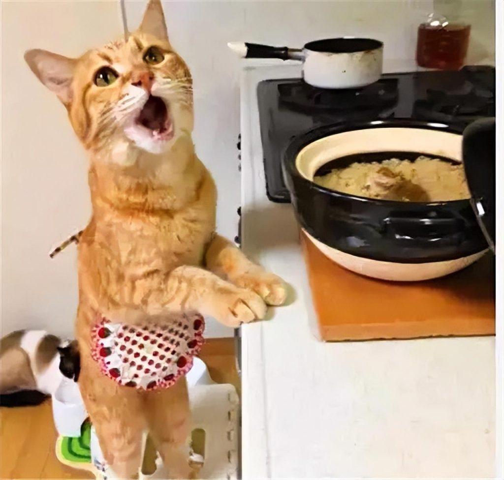 猫咪都是养不熟的吗？毫无忠诚可言，不要啥时给你当了(图5)