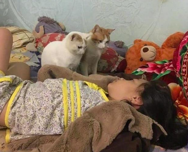 女子熬夜忘了喂猫，睁开眼就想继续装睡：真不是故意的！(图1)