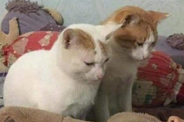 女子熬夜忘了喂猫，睁开眼就想继续装睡：真不是故意的！(图2)