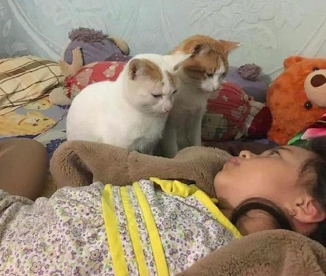 女子熬夜忘了喂猫，睁开眼就想继续装睡：真不是故意的！(图3)