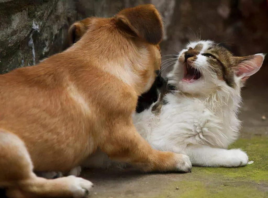 你家猫狗会和平相处吗？为什么它们会成为冤家？(图5)