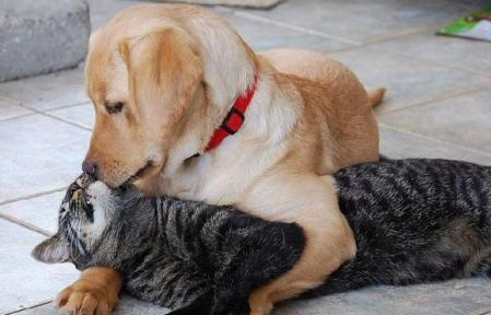 你家猫狗会和平相处吗？为什么它们会成为冤家？(图6)