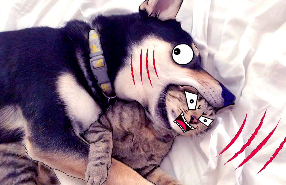 你家猫狗会和平相处吗？为什么它们会成为冤家？(图7)