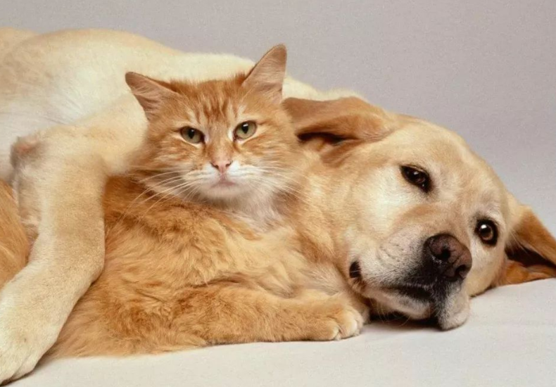 你家猫狗会和平相处吗？为什么它们会成为冤家？(图8)