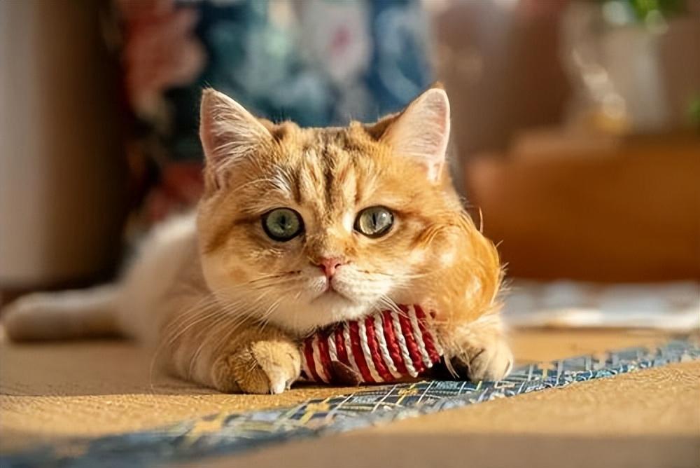 关于猫咪疫苗，大家都知道多少呢？(图1)