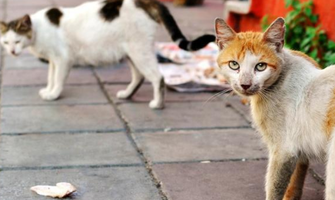 路边发现一个篮子，打开后竟是一箱小猫，这么可爱怎么忍心丢弃？(图1)