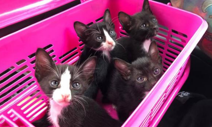 路边发现一个篮子，打开后竟是一箱小猫，这么可爱怎么忍心丢弃？(图3)