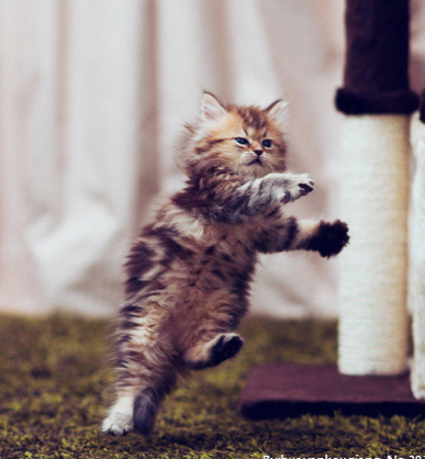 小猫能吃鸡肝吗？(图1)