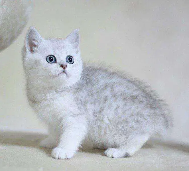 成年猫一天吃多少猫粮?(可以每周吃一些鸡胸肉)(图3)