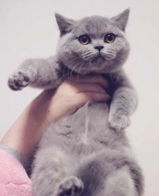 成年猫一天吃多少猫粮?(可以每周吃一些鸡胸肉)(图4)